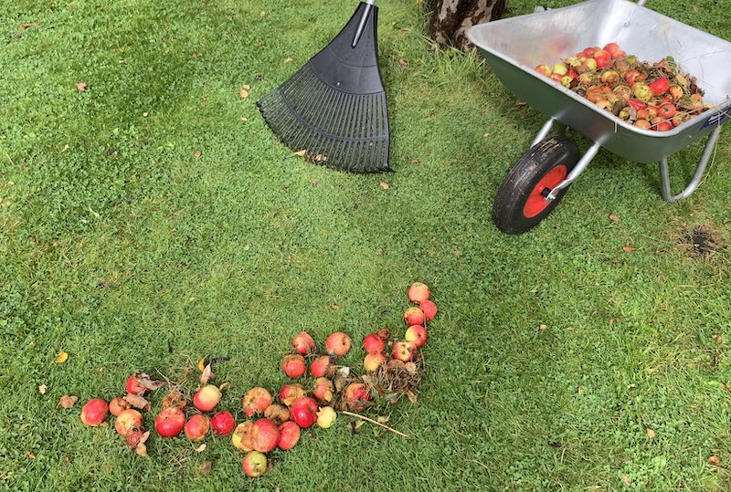 Raking up fallen apples
