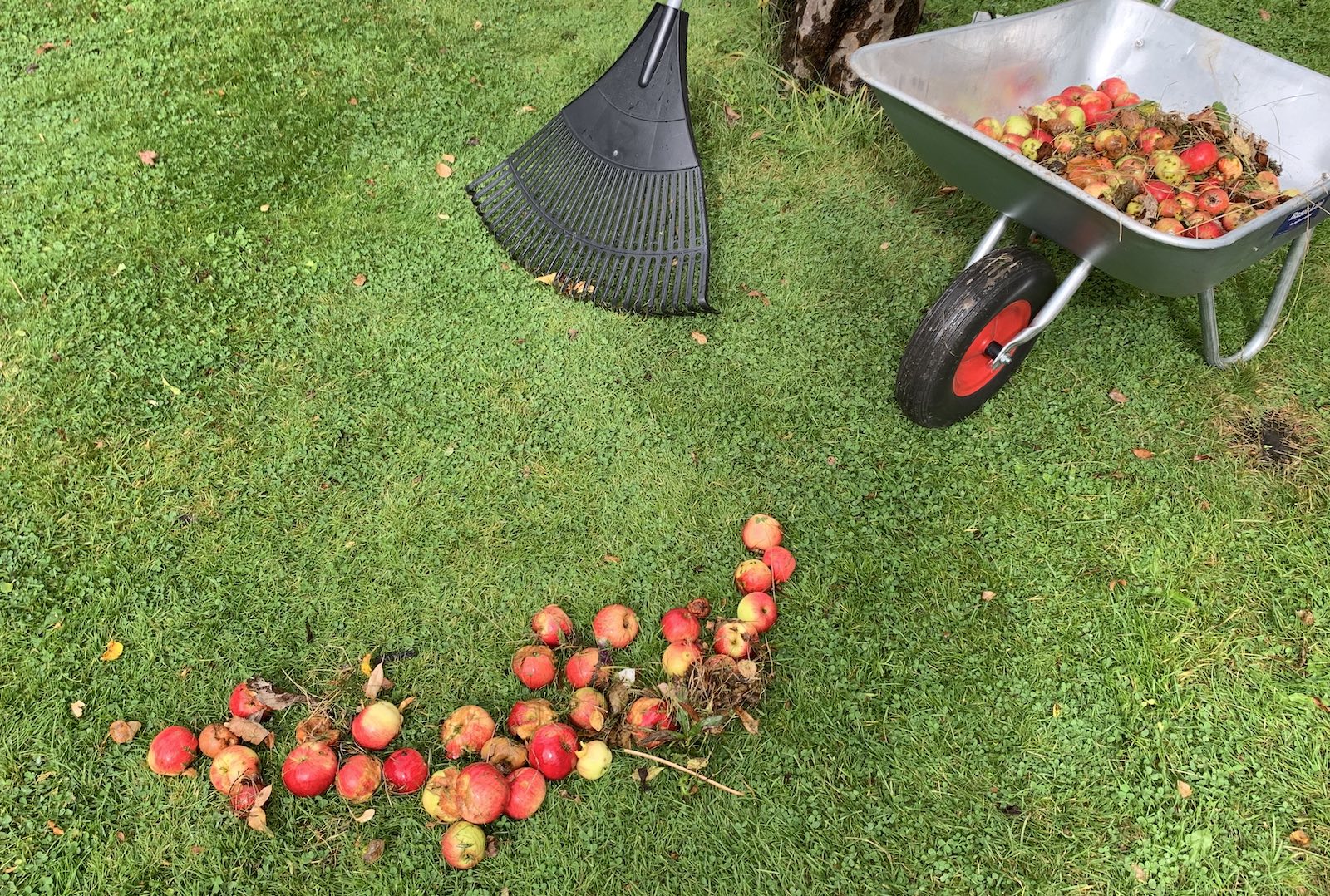 Raking up fallen apples