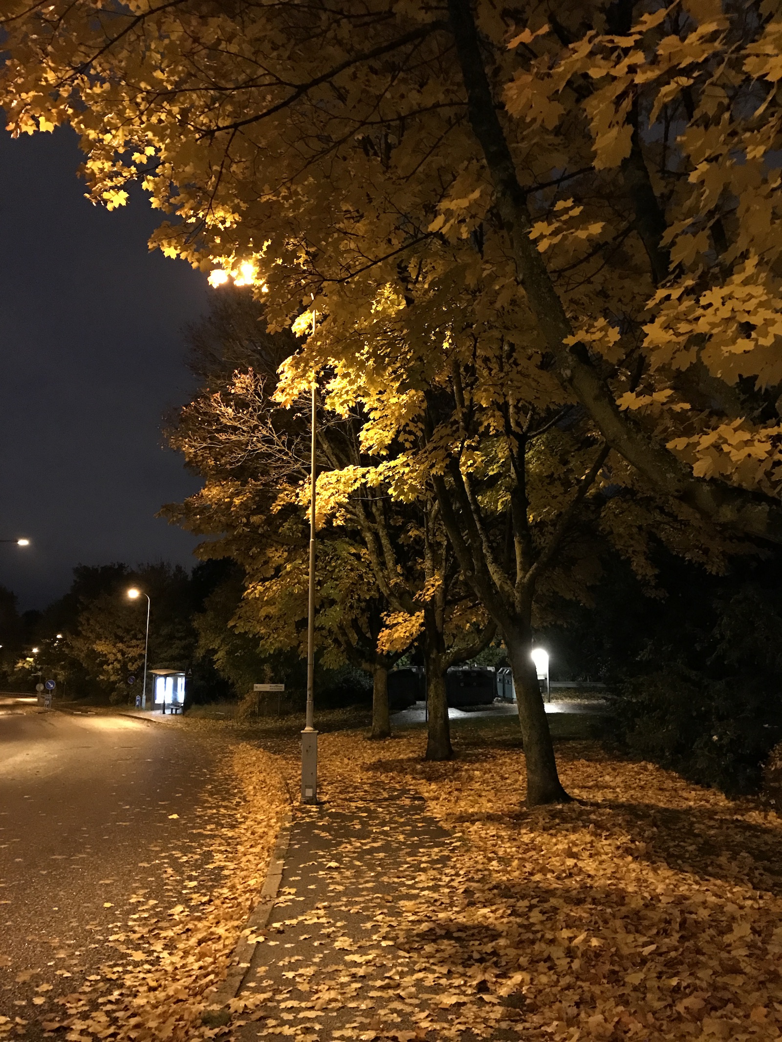 Autumn colors