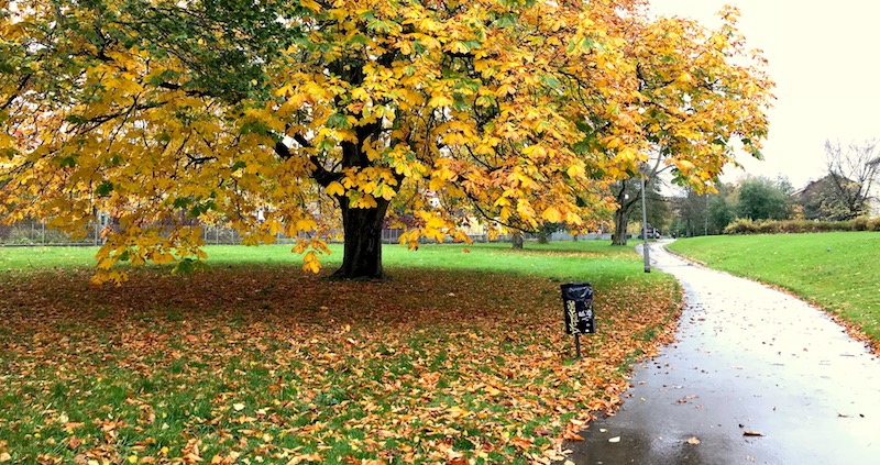 Tree in autumn colours