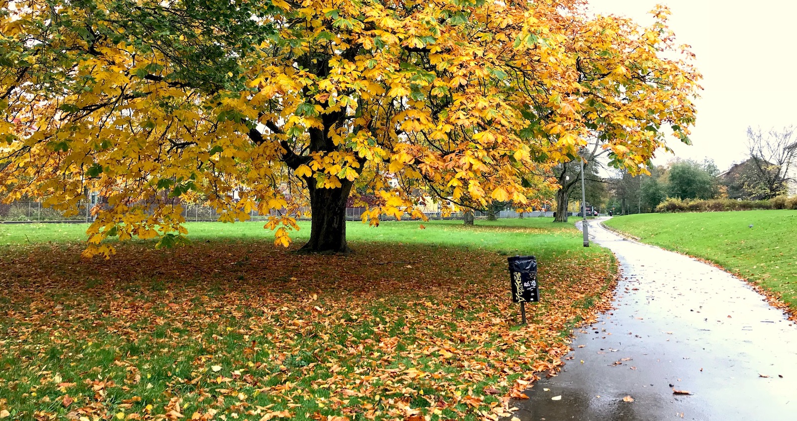 Tree in autumn colours