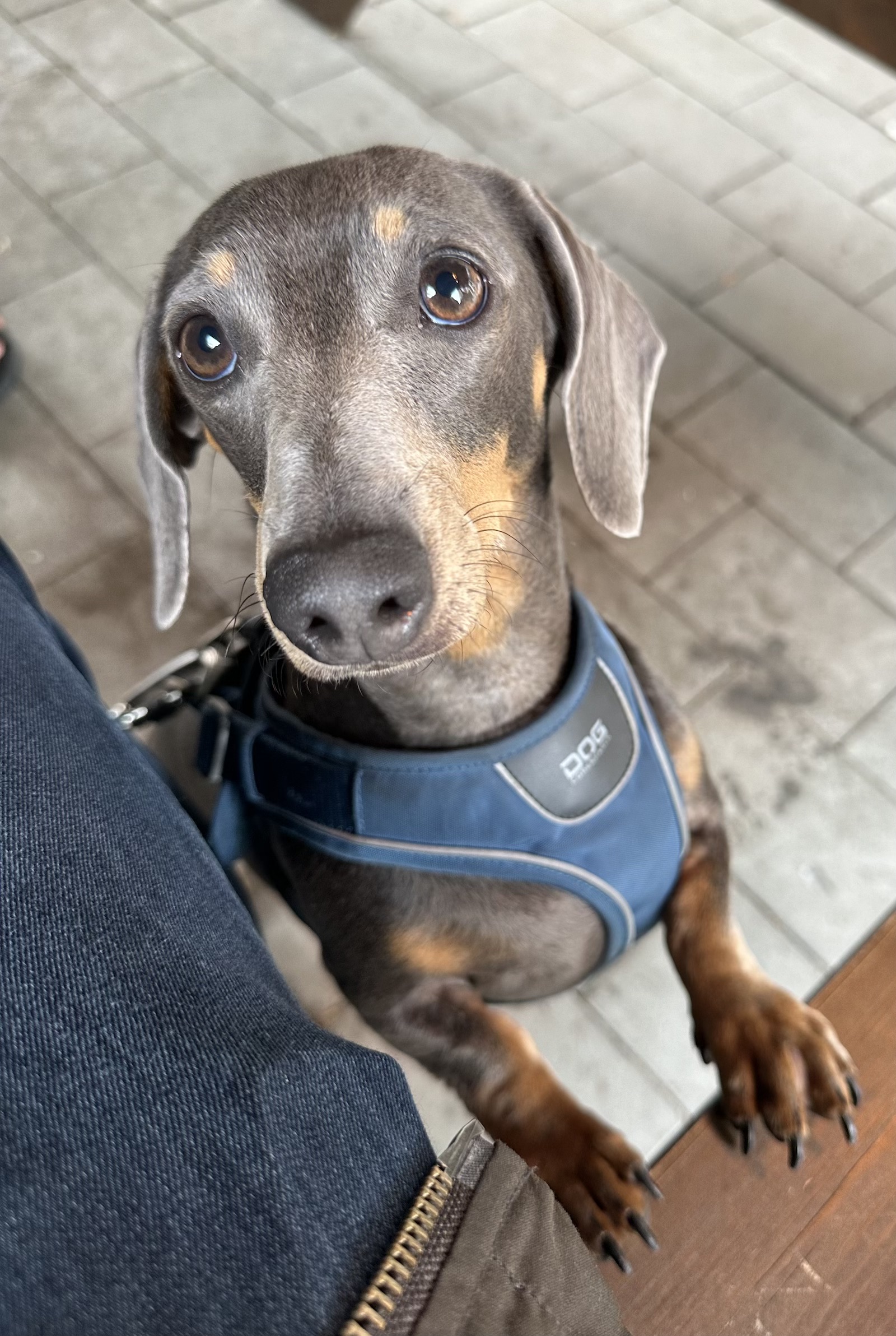 Dachshund looking up, full of hope