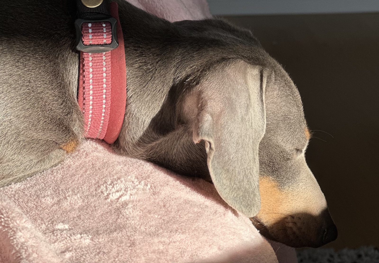 Dog relaxing in the sun on the couch