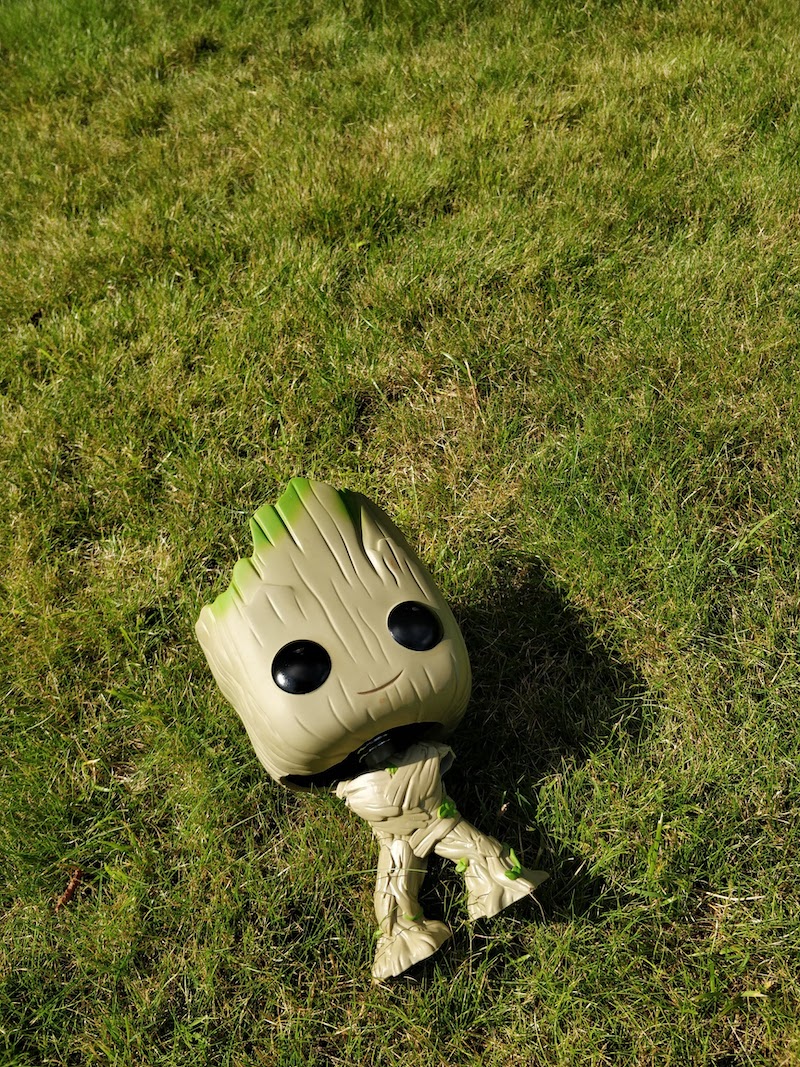 Groot … relaxing in the grass