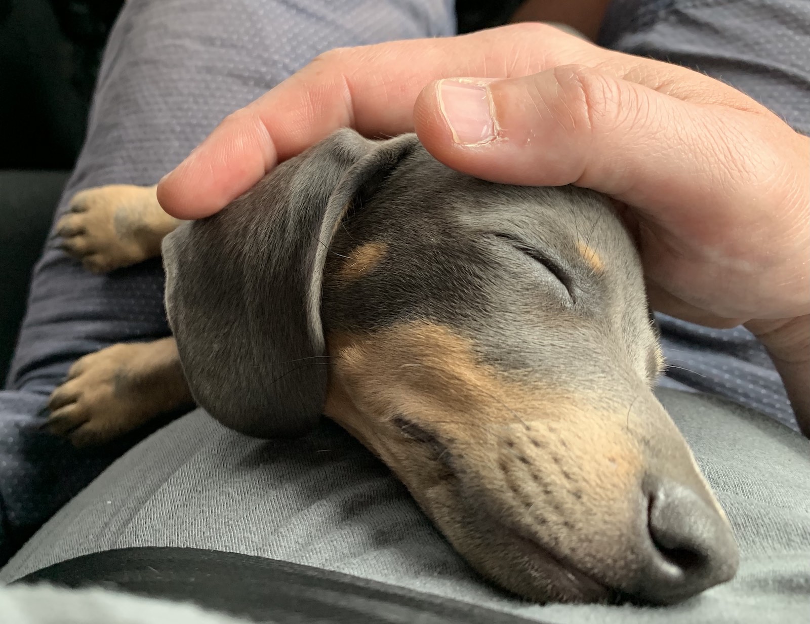 Puppy sleeping on my lap