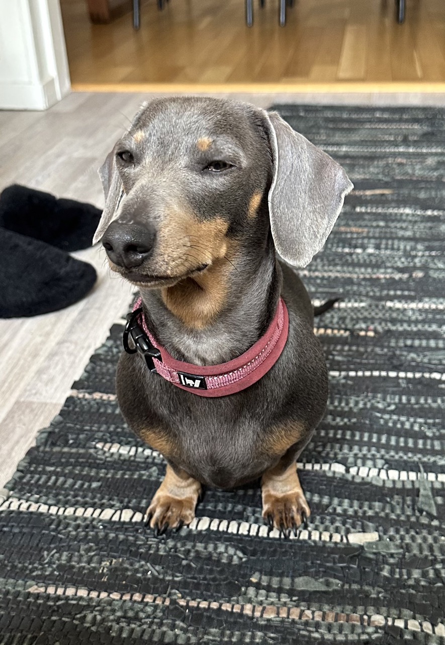Tired-looking dachshund
